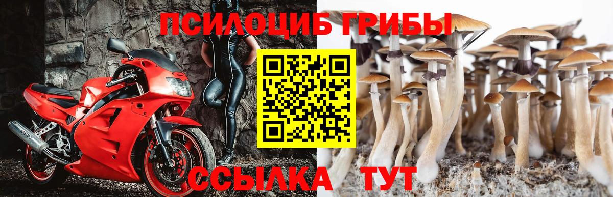 Псилоцибиновые грибы Psilocybe Карпинск